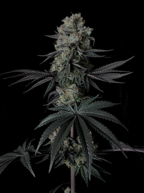 Purple Headies Pheno Hunt. Week 13