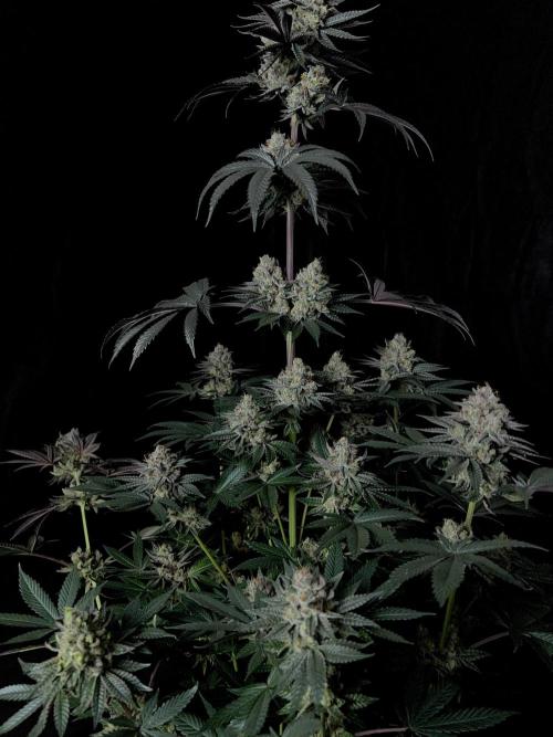Purple Headies Pheno Hunt. Week 13