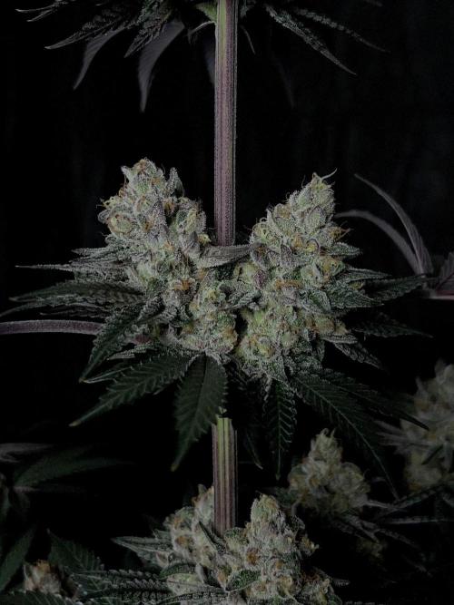 Purple Headies Pheno Hunt. Week 13
