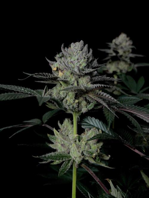 Purple Headies Pheno Hunt. Week 13