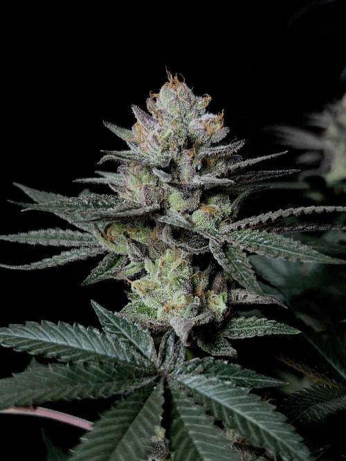Purple Headies Pheno Hunt. Week 13
