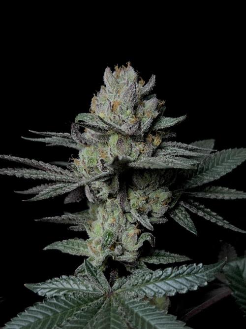 Purple Headies Pheno Hunt. Week 13