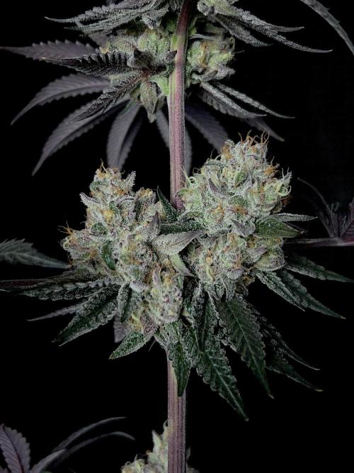 Purple Headies . Week 13