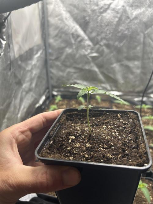 Rebel Grown in My Town. Week 1