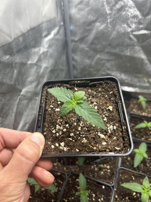 Rebel Grown in My Town. Week 1