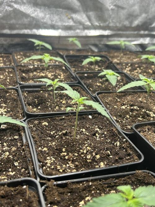Rebel Grown in My Town. Week 1