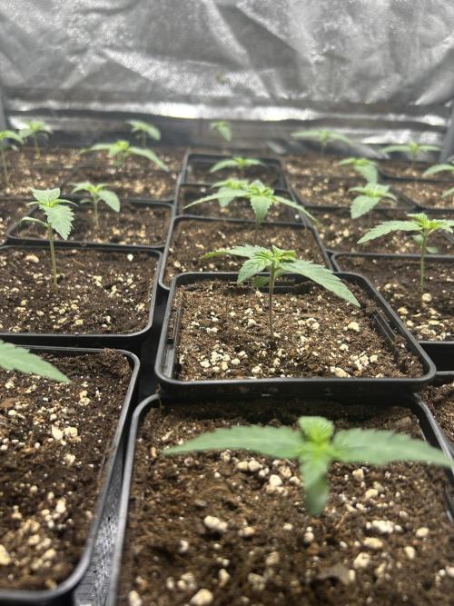 Rebel Grown in My Town. Week 1