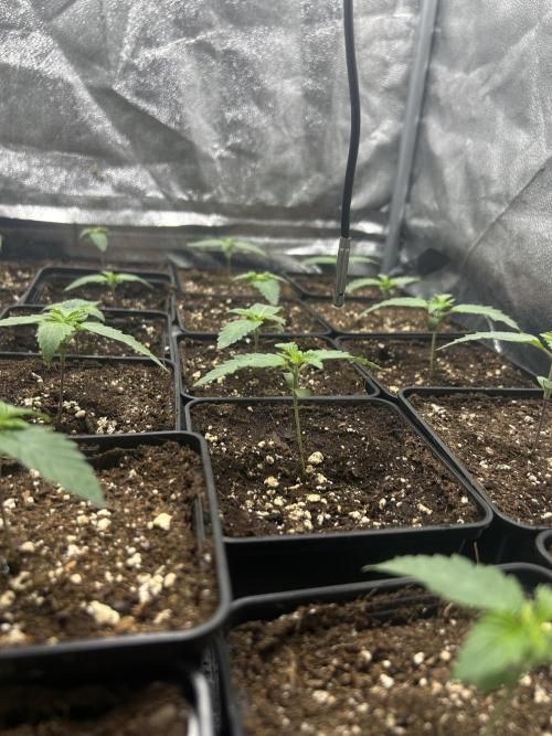 Rebel Grown in My Town. Week 1