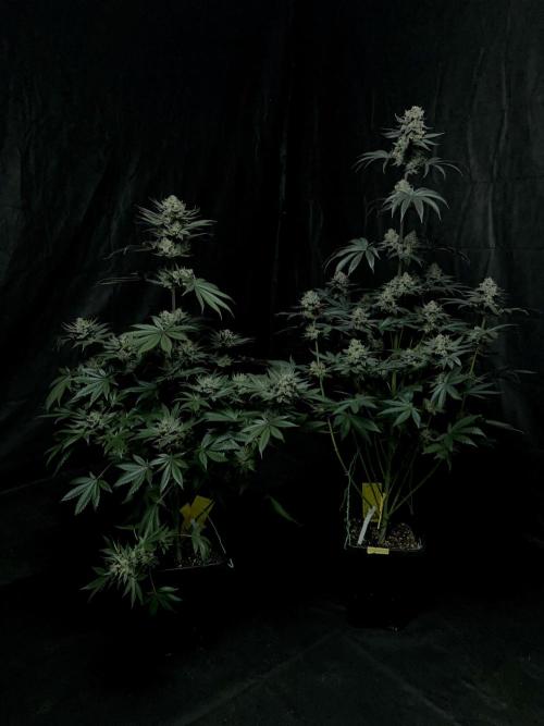 Purple Headies . Week 13