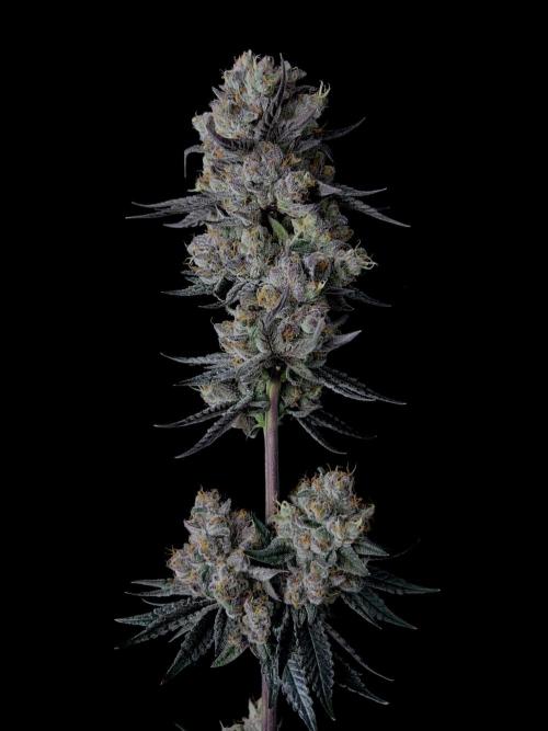 Purple Headies Pheno Hunt. Week 14