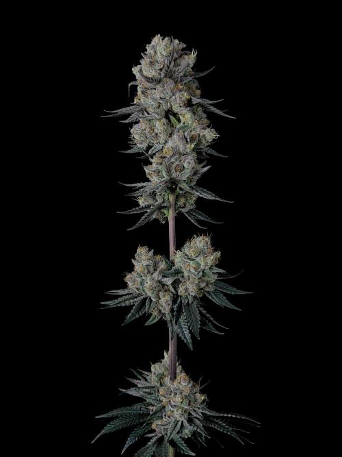 Purple Headies Pheno Hunt. Week 14