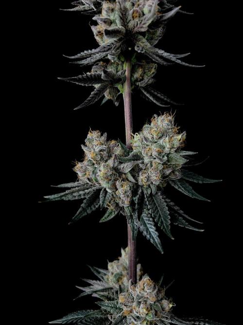 Purple Headies Pheno Hunt. Week 14