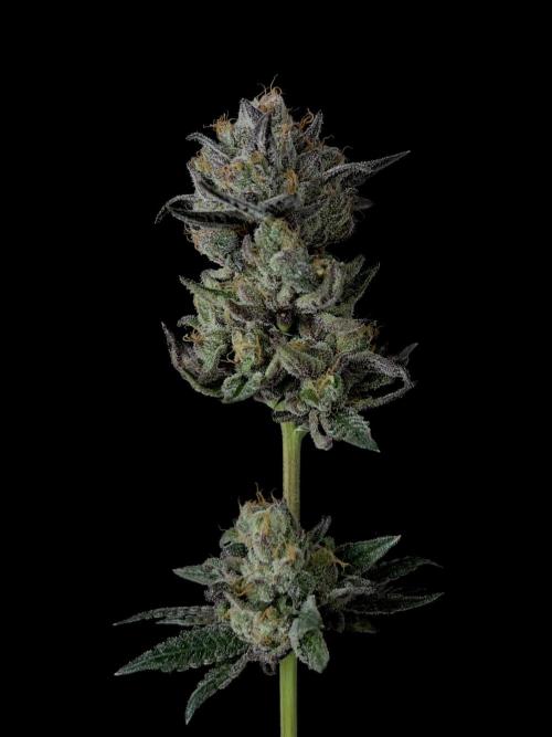 Purple Headies Pheno Hunt. Week 14