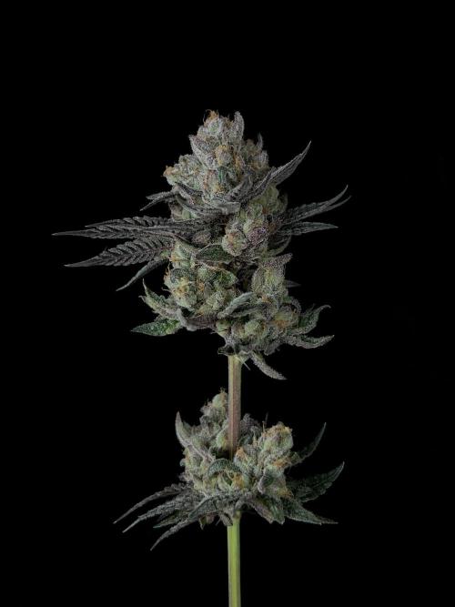 Purple Headies Pheno Hunt. Week 14