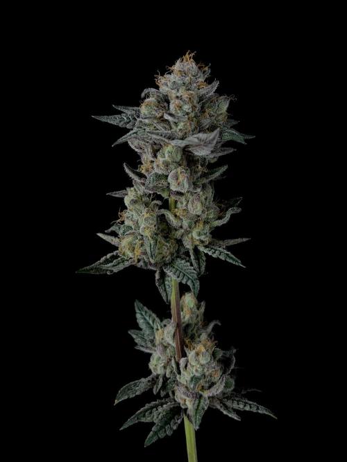 Purple Headies Pheno Hunt. Week 14