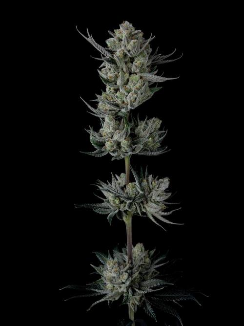 Purple Headies Pheno Hunt. Week 14