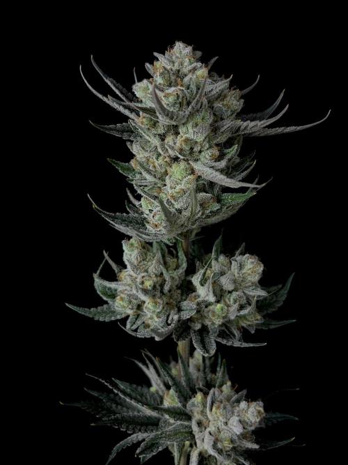 Purple Headies Pheno Hunt. Week 14