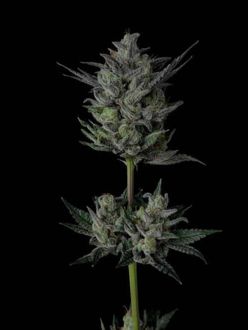 Purple Headies Pheno Hunt. Week 14