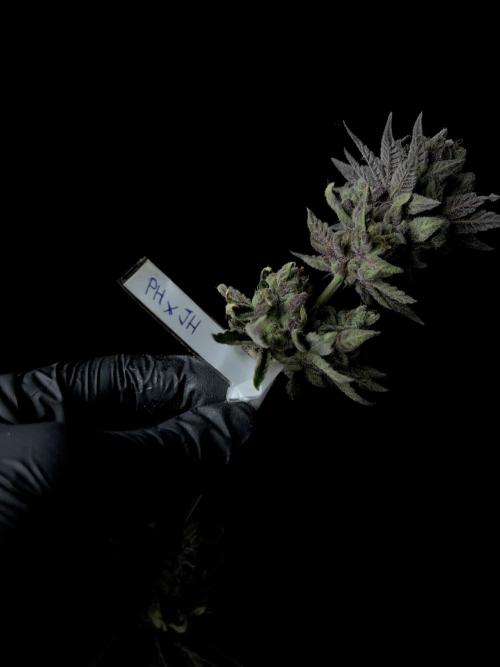 Purple Headies Pheno Hunt. Week 14