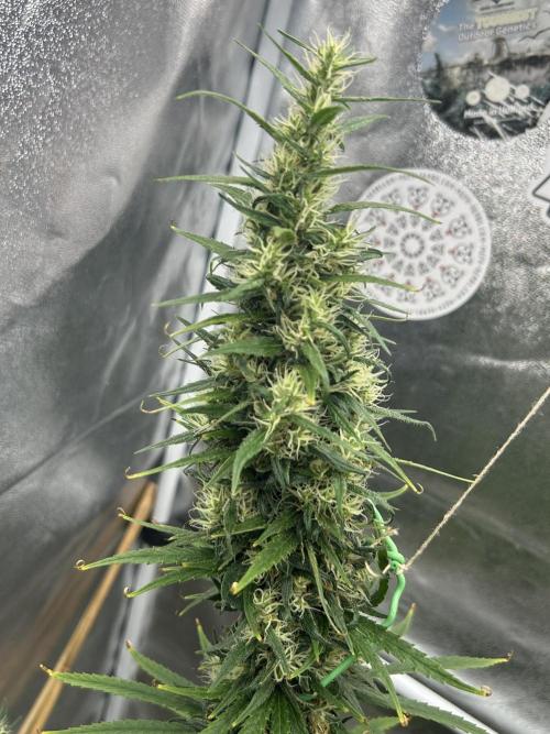 Jack in da Box. Week 14