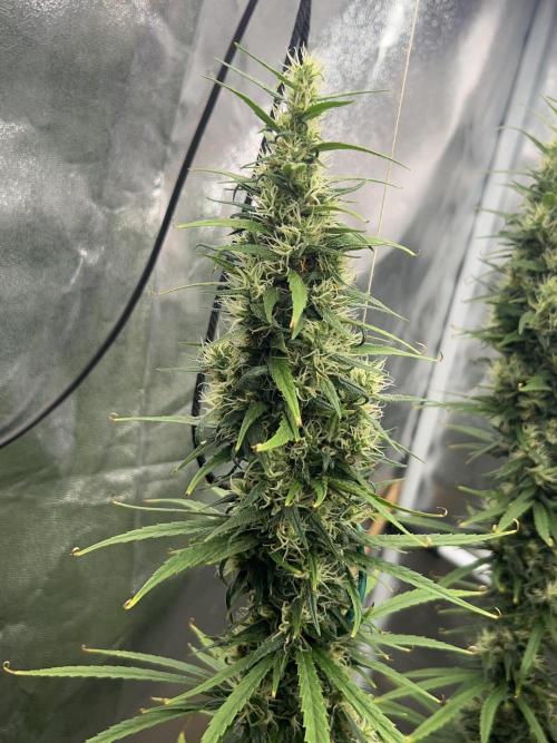 Jack in da Box. Week 14