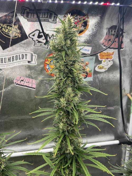 Jack in da Box. Week 14