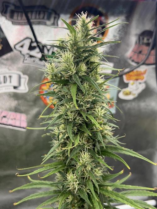 Jack in da Box. Week 14