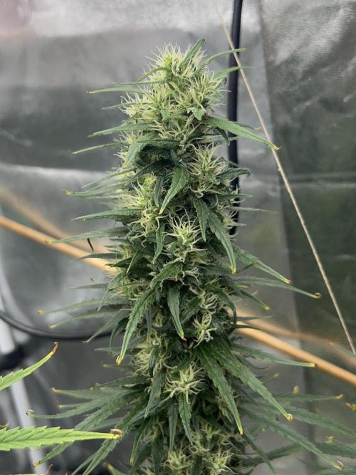 Jack in da Box. Week 14