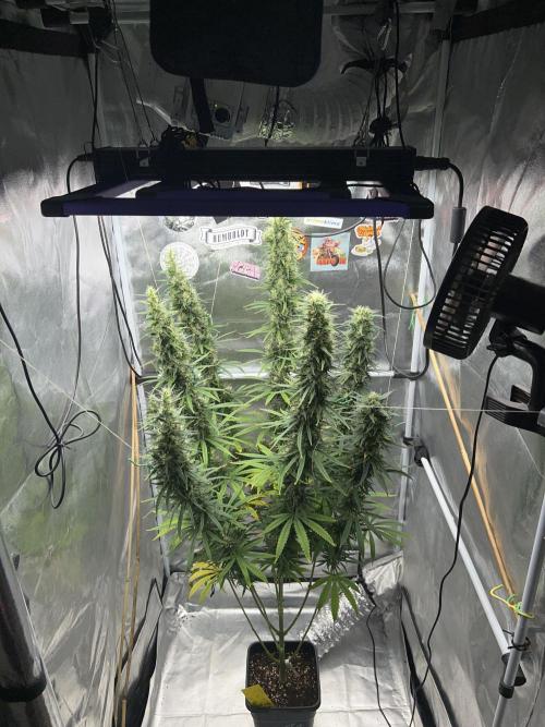 Jack in da Box. Week 14