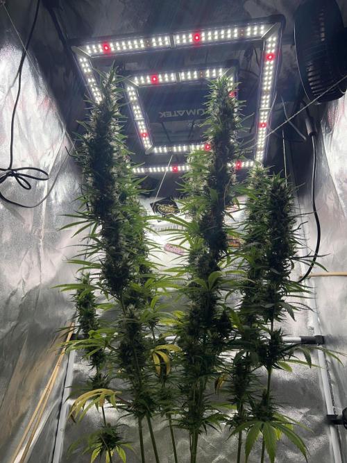Jack in da Box. Week 14