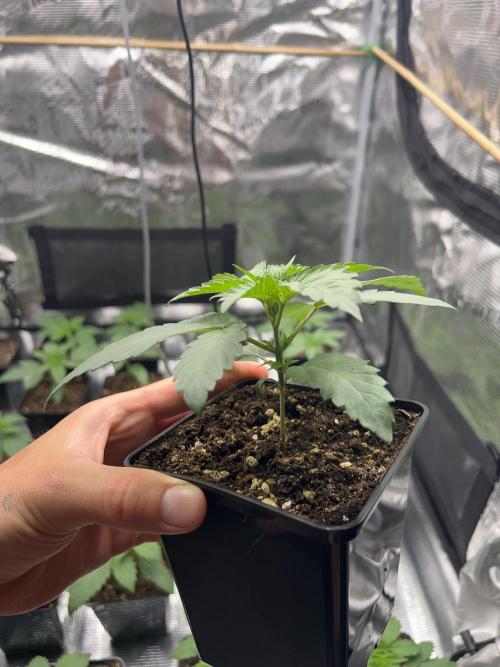 Rebel Grown in My Town. Week 2