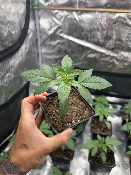 Rebel Grown in My Town. Week 2