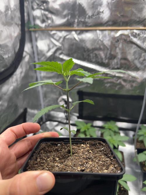 Rebel Grown in My Town. Week 2