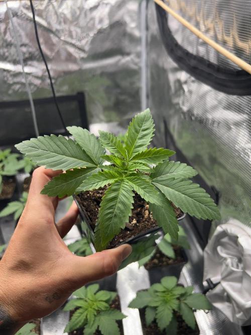 Double OG Sour #2 x Double OG Chem. Week 2