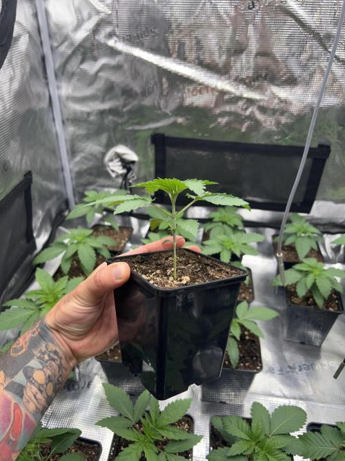 Rebel Grown in My Town. Week 2