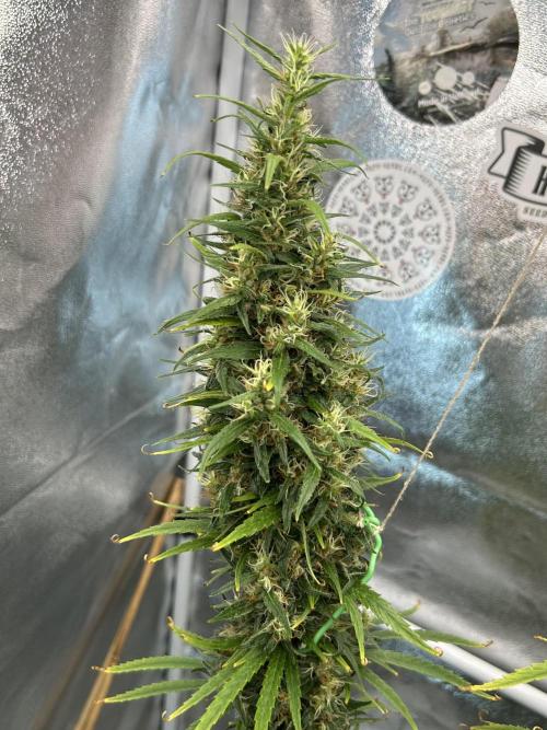 Jack in da Box. Week 15