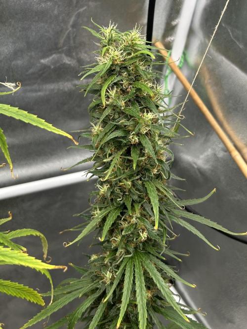 Jack in da Box. Week 15