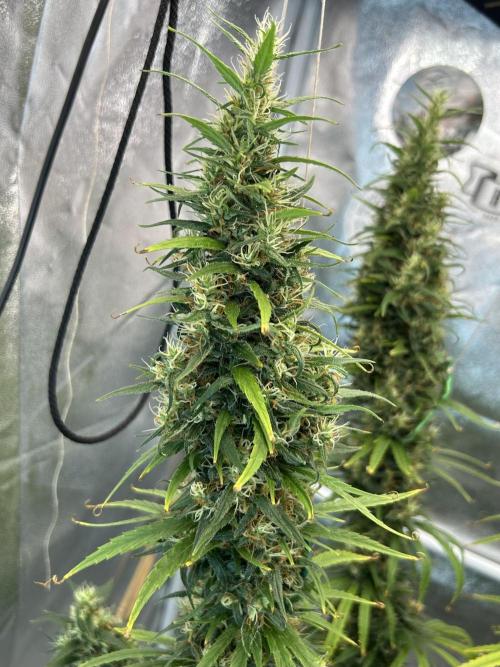 Jack in da Box. Week 15