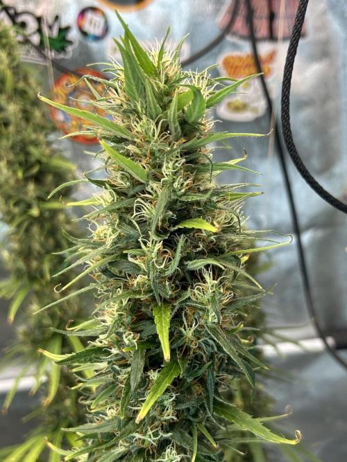 Jack in da Box. Week 15