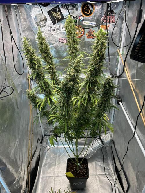 Jack in da Box. Week 15