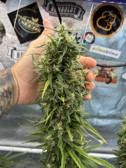Jack in da Box. Week 15