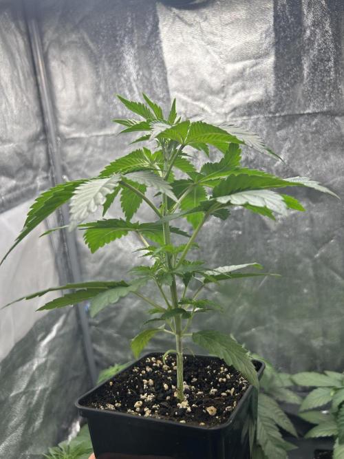 Rebel Grown in My Town. Week 3