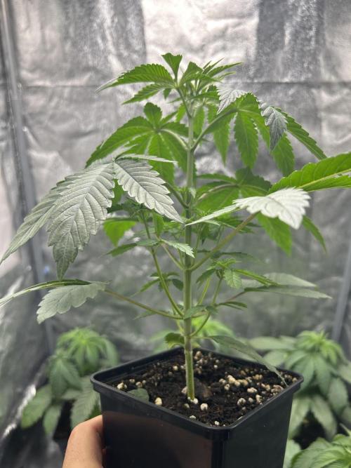 Rebel Grown in My Town. Week 3