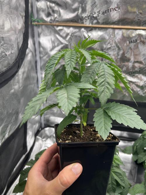 Rebel Grown in My Town. Week 3