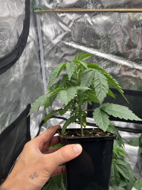 Rebel Grown in My Town. Week 3