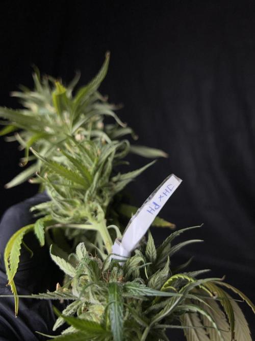 Jack in da Box. Week 16