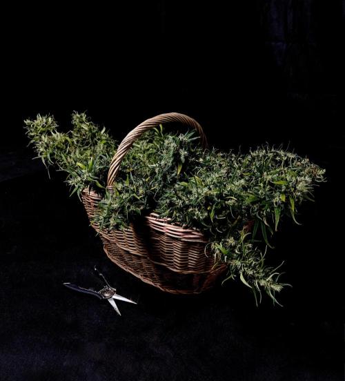 Jack in da Box. Week 16