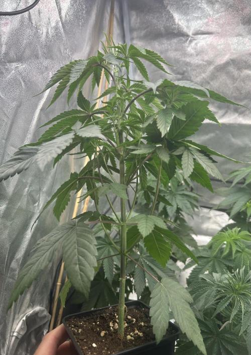 Rebel Grown in My Town. Week 4