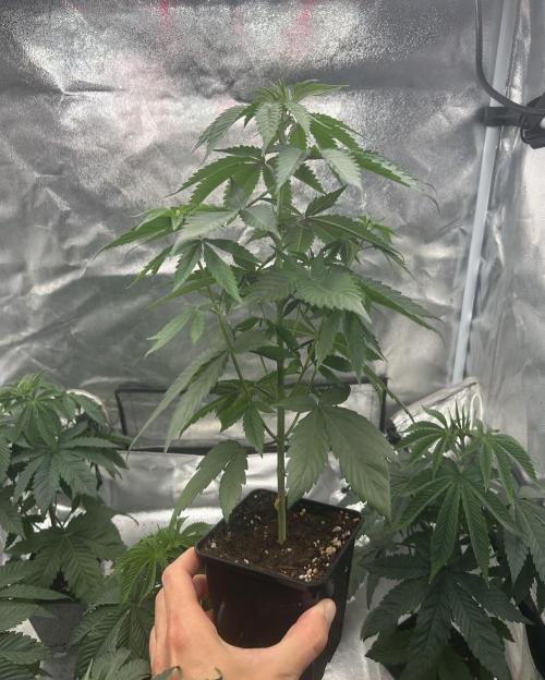 Rebel Grown in My Town. Week 4