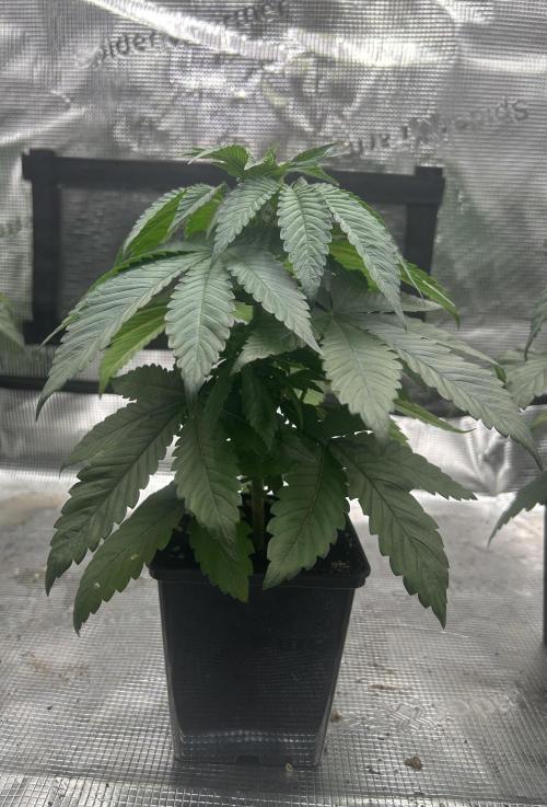 Rebel Grown in My Town. Week 4